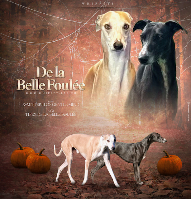 la-Belle-Foulee
