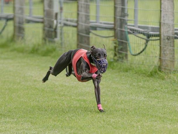 WHIPPET SOLORENNEN WWCS CM 09.05.2024