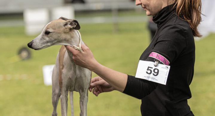 Whippet Ausstellung in Lotzwil, 09.06.2024